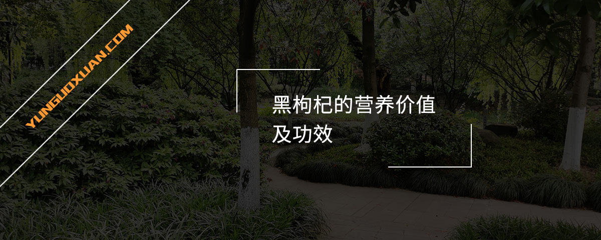 黑枸杞的營養(yǎng)價(jià)值及功效