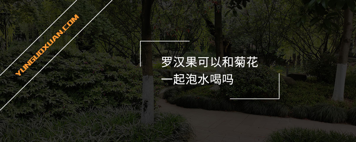 羅漢果可以和菊花一起泡水喝嗎？