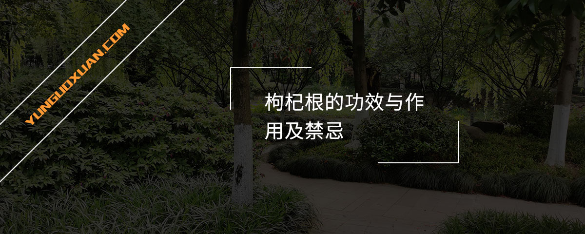 枸杞根的功效與作用及禁忌