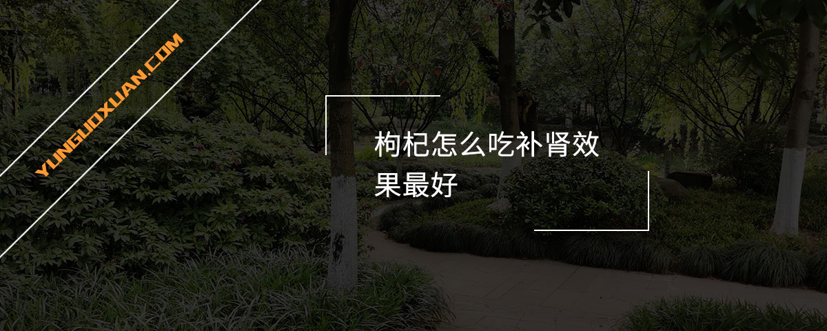 枸杞怎么吃補(bǔ)腎效果最好？