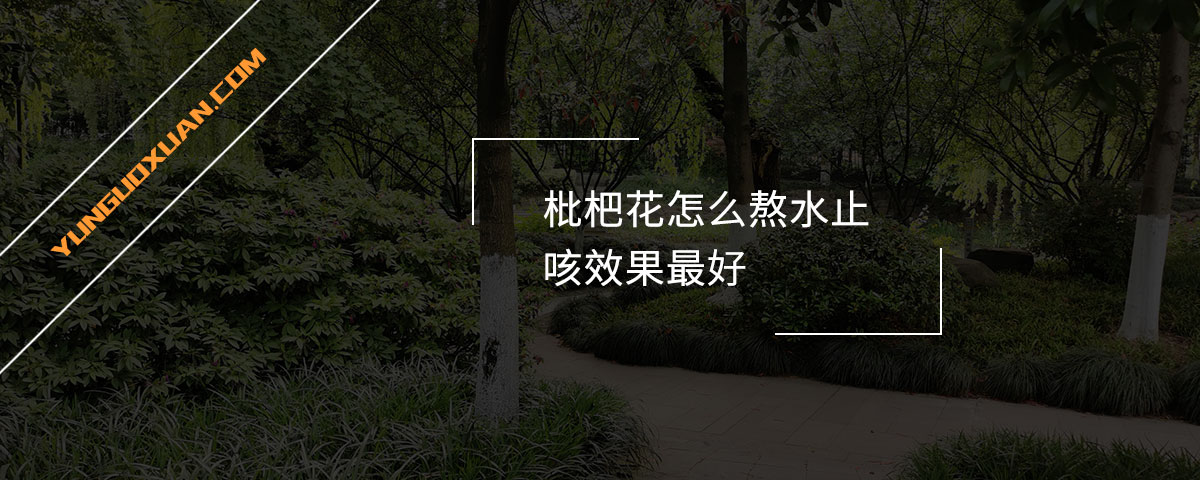 枇杷花怎么熬水止咳效果最好？