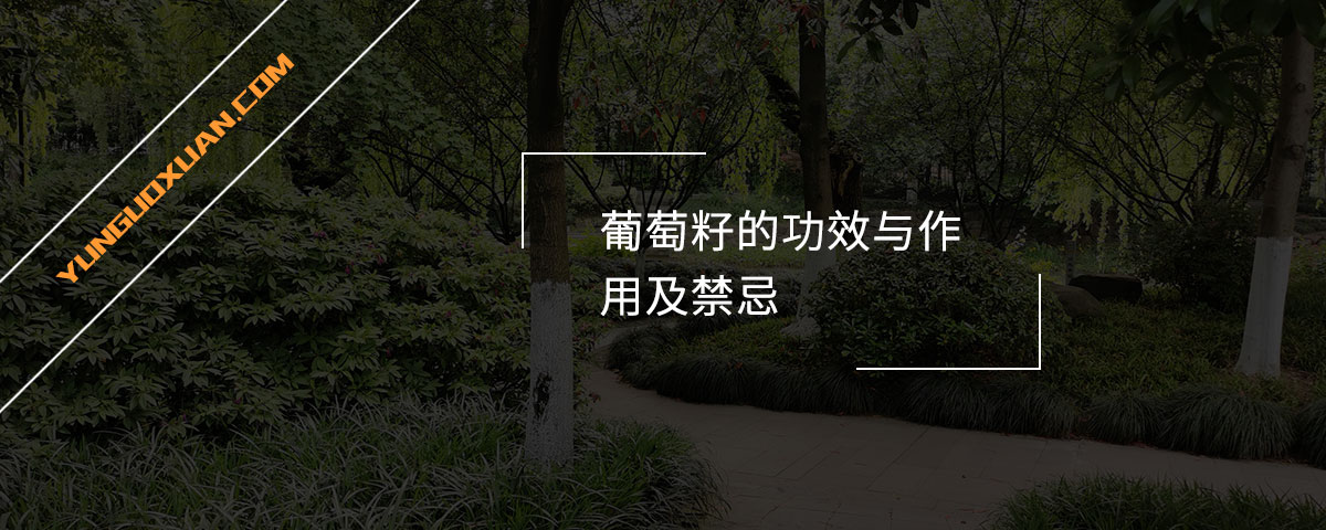 葡萄籽的功效與作用及禁忌