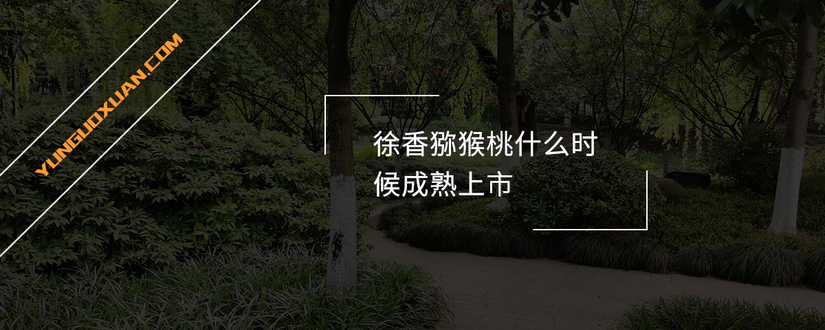 徐香獼猴桃什么時候成熟上市？