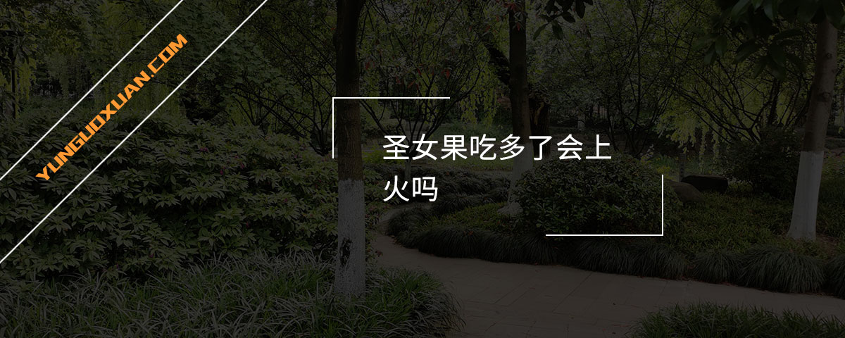 圣女果吃多了會(huì)上火嗎？
