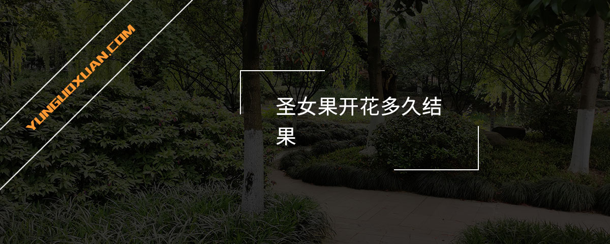 圣女果開花多久結(jié)果？