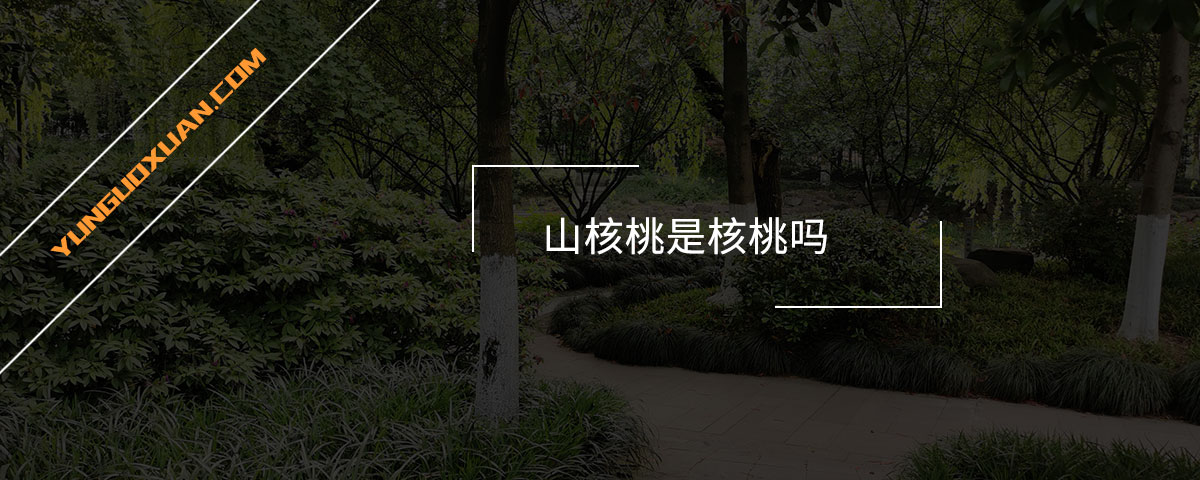 山核桃是核桃嗎？