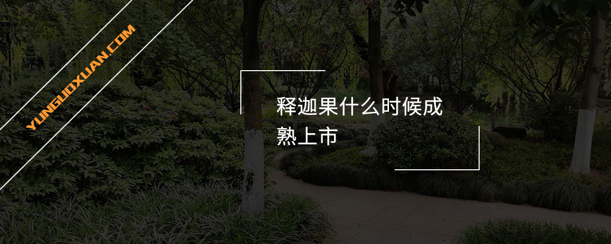 釋迦果什么時候成熟上市？