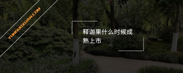 釋迦果什么時(shí)候成熟上市？