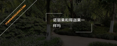 諾麗果和釋迦果一樣嗎？