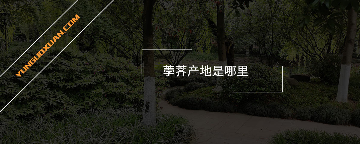 荸薺產(chǎn)地是哪里？