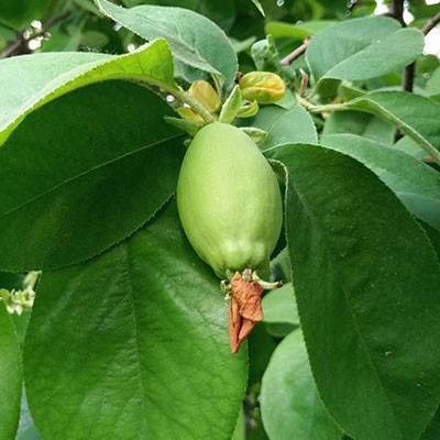鄖陽(yáng)木瓜