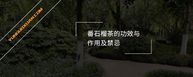 番石榴茶的功效與作用及禁忌