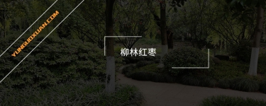 柳林紅棗
