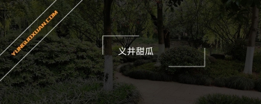 義井甜瓜